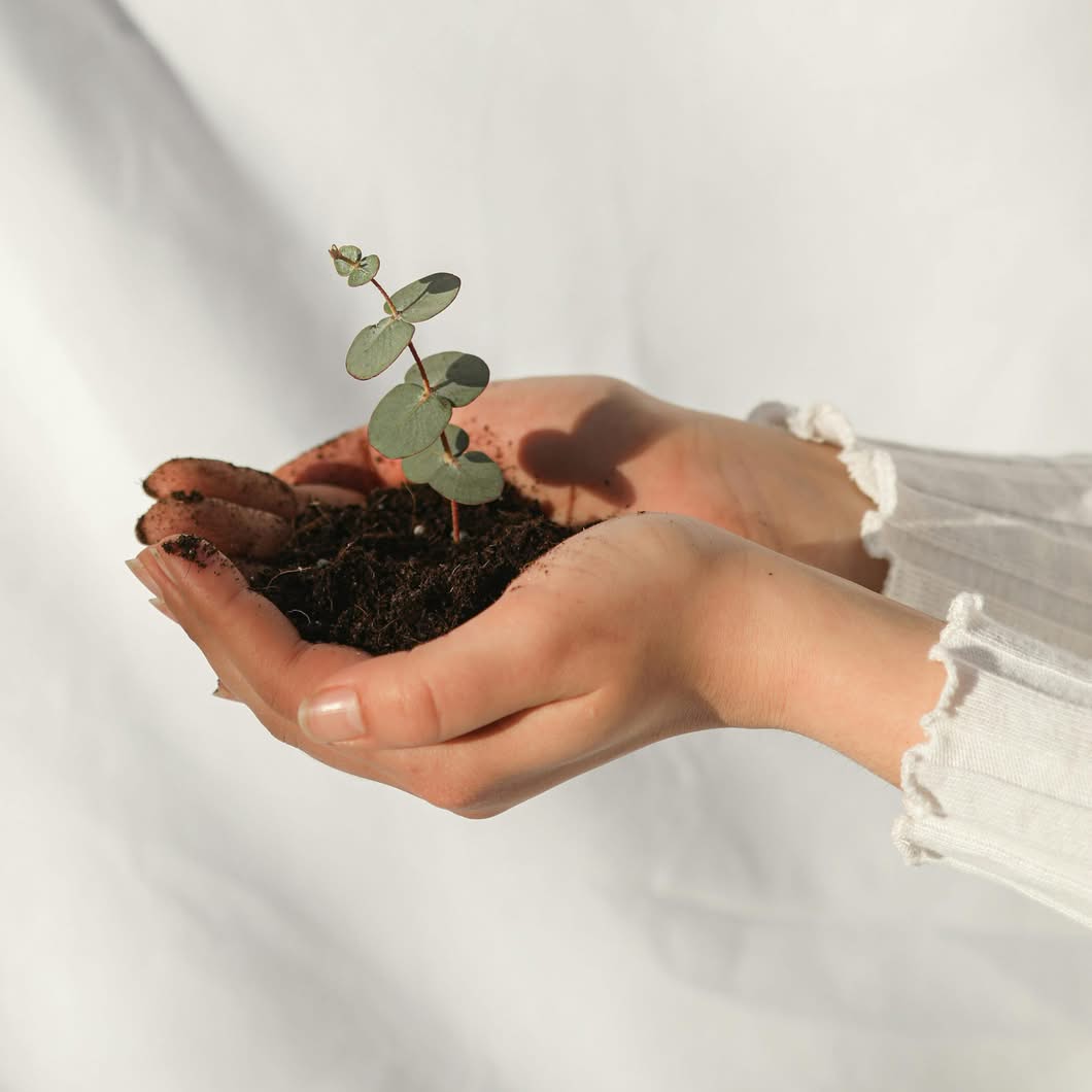 Palm holding a plant symbolizing Brilliance Crew’s values of care, consistency, and trusted cleaning